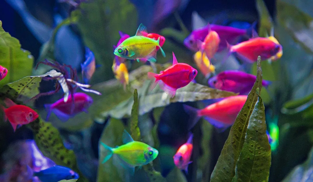 Що потрібно для створення комфортного середовища для акваріумних рибок?