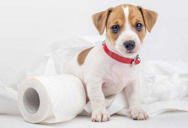 Продукти-табу для собак: Що ні в якому разі неможна давати своєму чотирилапому другові?