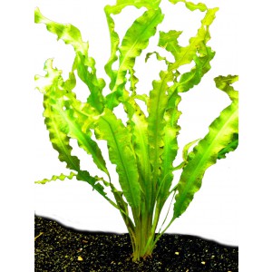 Підживки для рослин