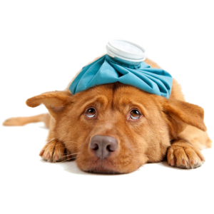 Ветеринарія та догляд