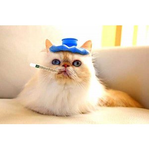 Ветеринарія