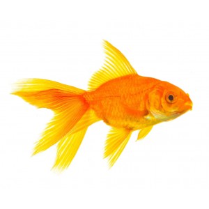 Препарати для риб