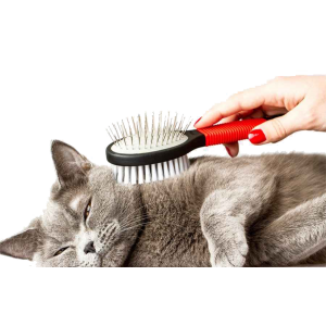 Догляд за шерстю та кігтями