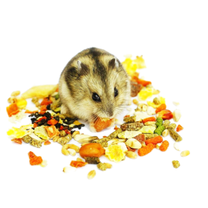 Харчування