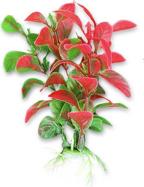 Рослина HapPet, 10см (блістер)