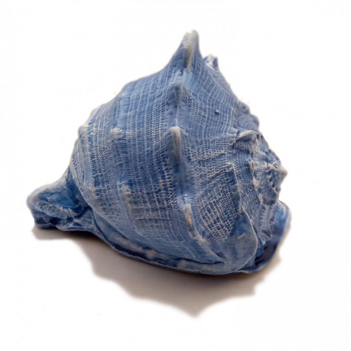 Ракушка велика