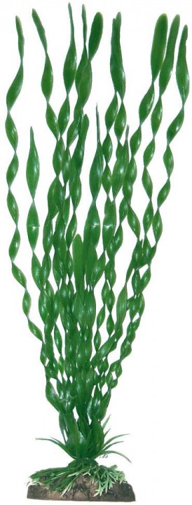 Рослина в асортименті VALISNERIA, 13 см