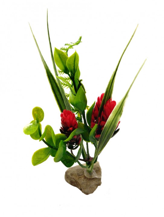 Рослина на камені №0, 10 - 15 см