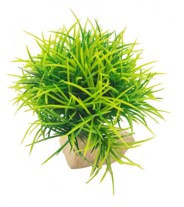 Корал на камені, 8см