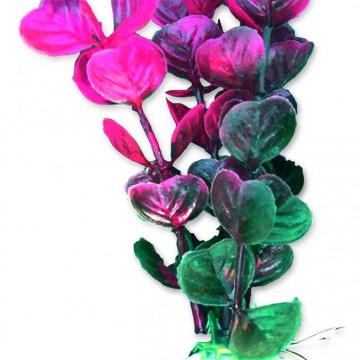 Фото2.Рослина HapPet, 10см (блістер)